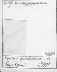 Exidia glandulosa image